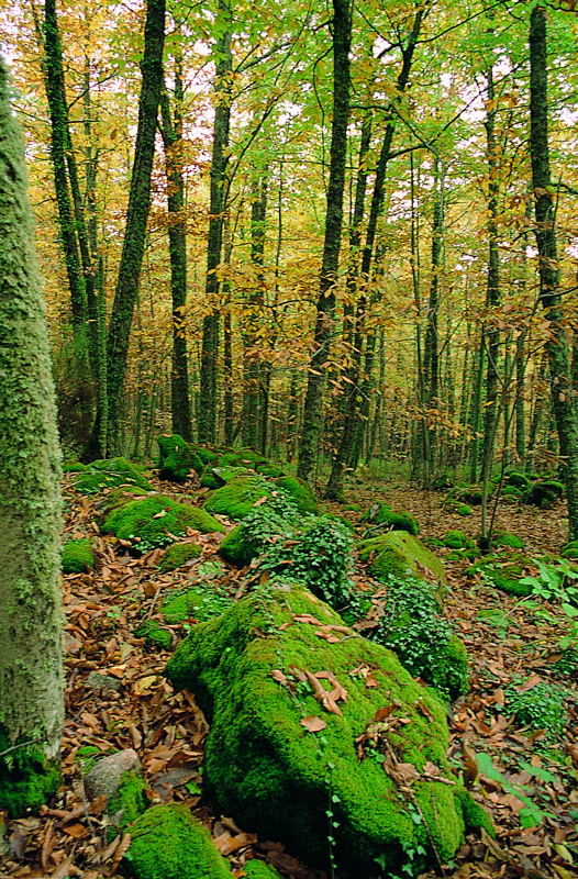 Bosque de Castaños en Promavera. Fotografía cedida por DIVA.