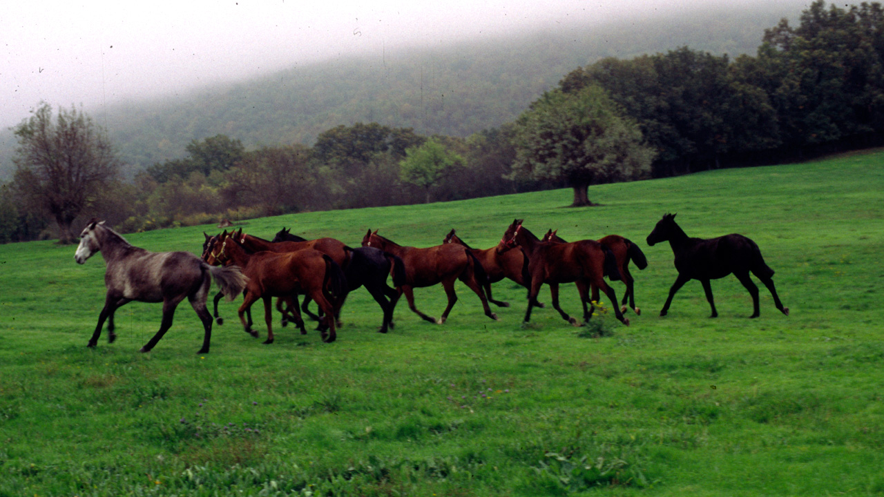 Caballos salvajes trotando por el prado. Fotografía cedida por DIVA.